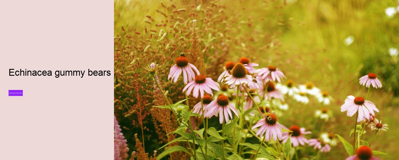 What drugs does echinacea interact with?