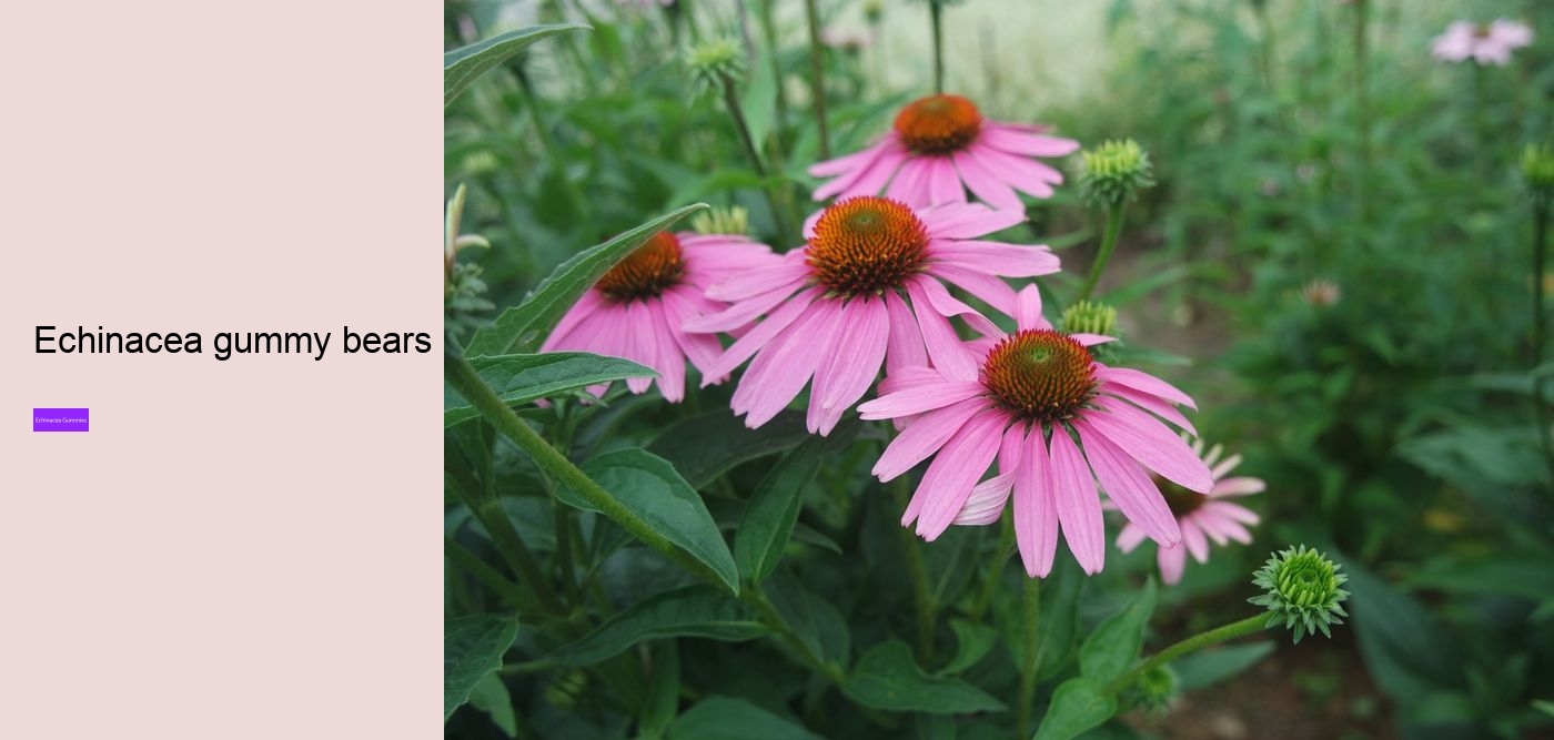 echinacea gummies for toddlers