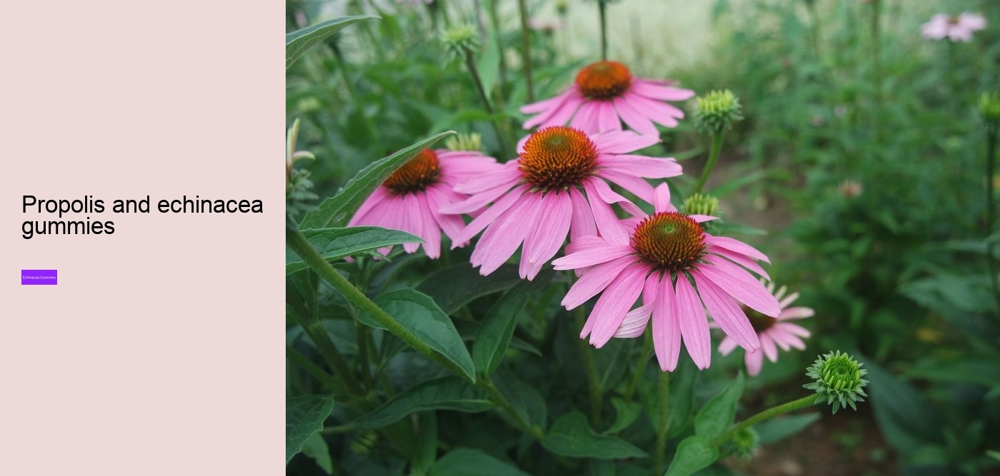 cbd echinacea gummies