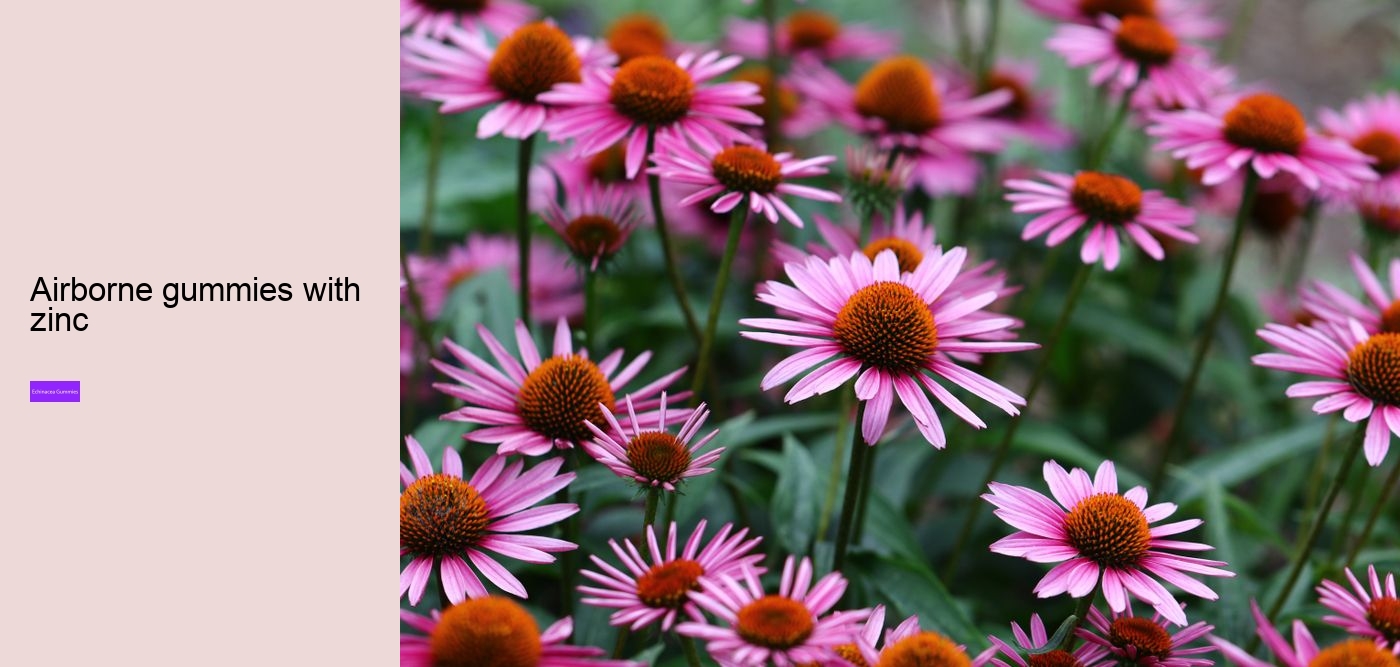 Is echinacea or vitamin C better?