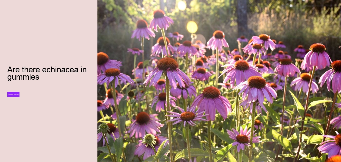 elderberry gummies with echinacea