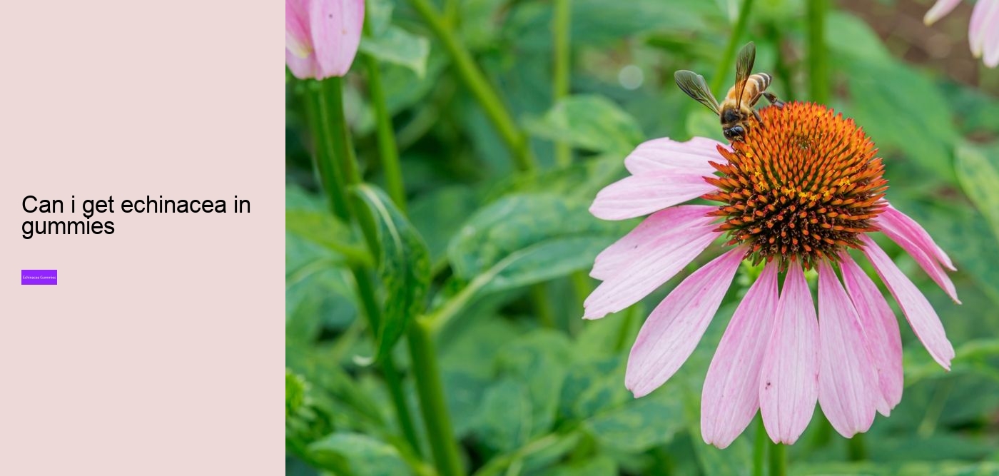 vitamin c and echinacea gummies