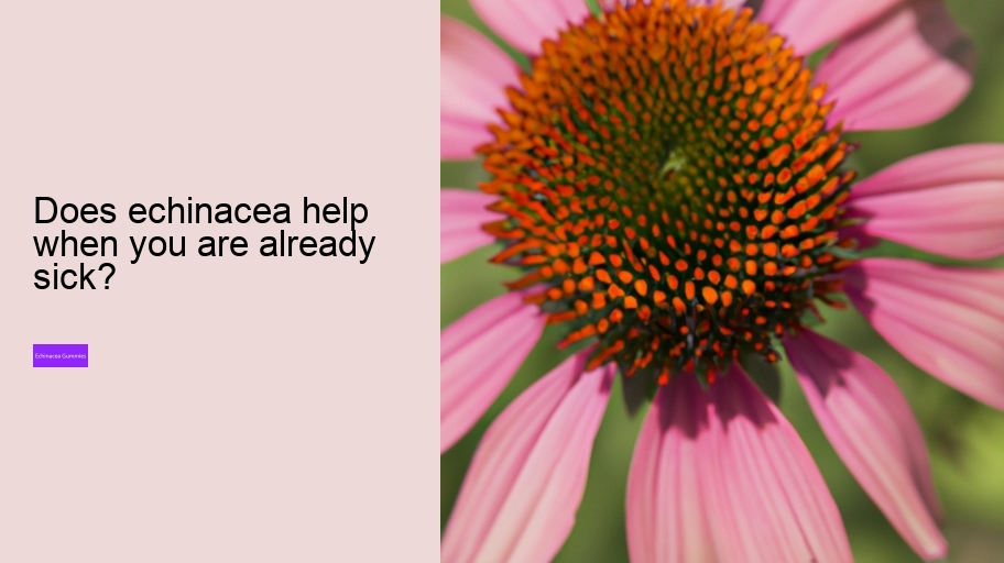 Does echinacea help when you are already sick?