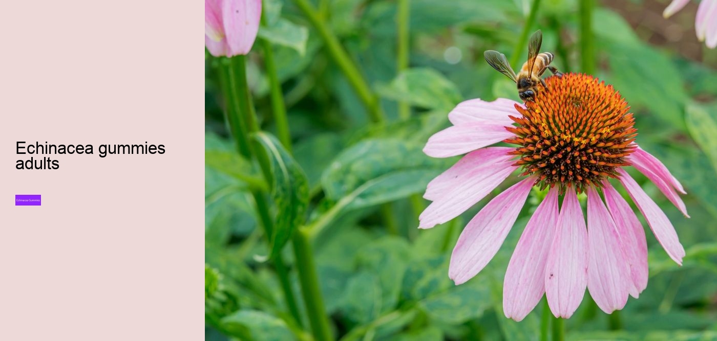 Is echinacea good for anxiety?