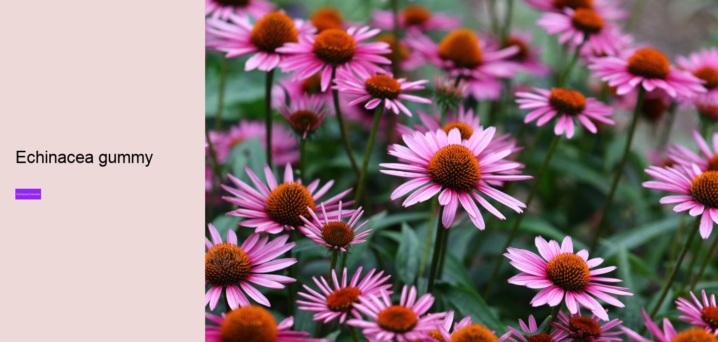 Does echinacea cleanse your body?