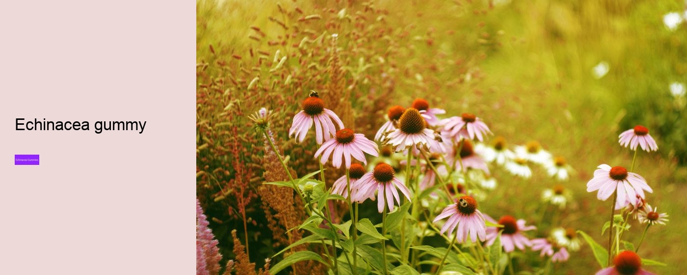 echinacea gummies recipe