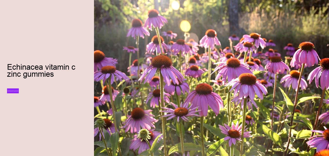 propolis and echinacea gummies benefits