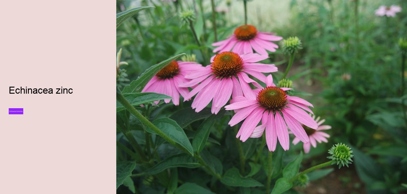 Does echinacea help when you are already sick?