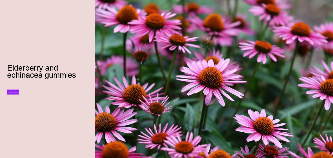 Can echinacea overstimulate the immune system?