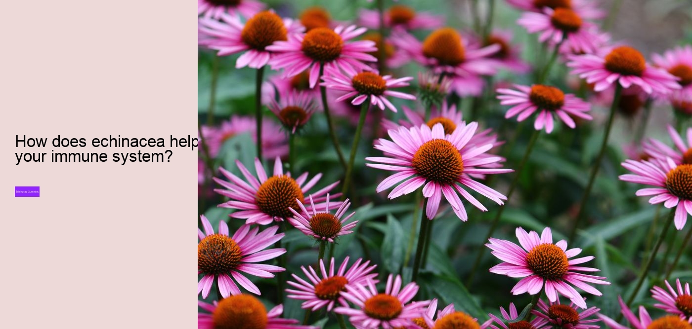 Is echinacea an anti-inflammatory?