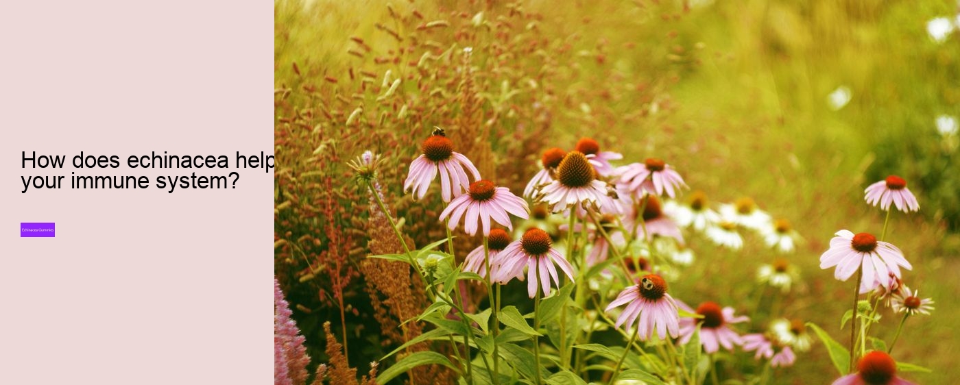 Can echinacea overstimulate the immune system?