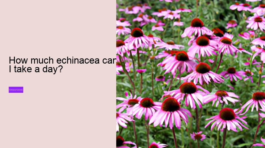 How much echinacea can I take a day?