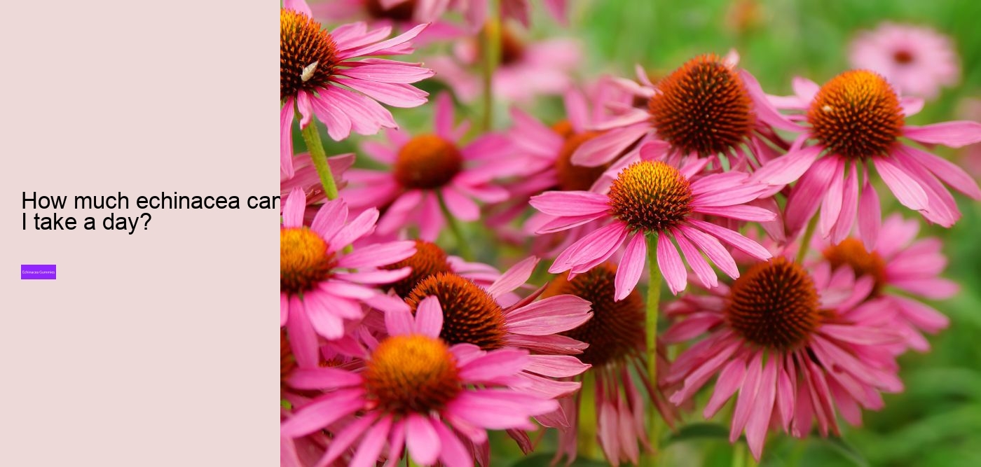 Does echinacea increase histamine?