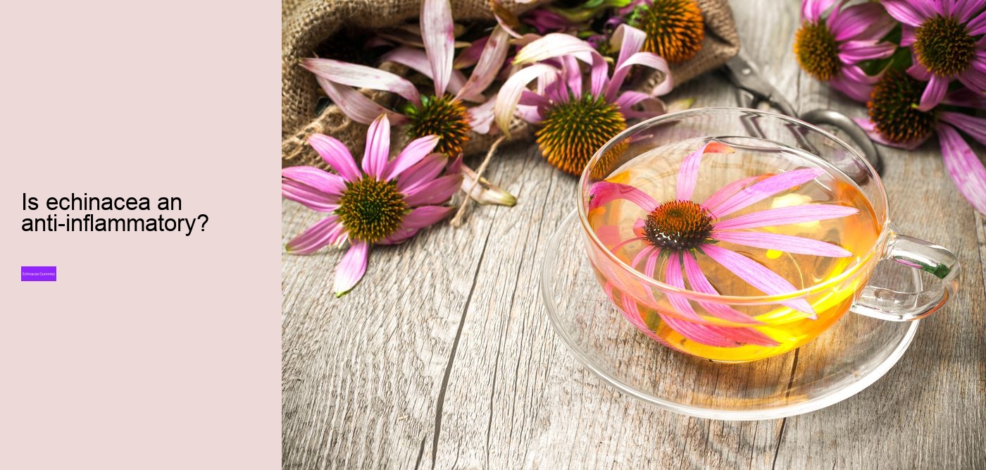 Why should you not take echinacea everyday?