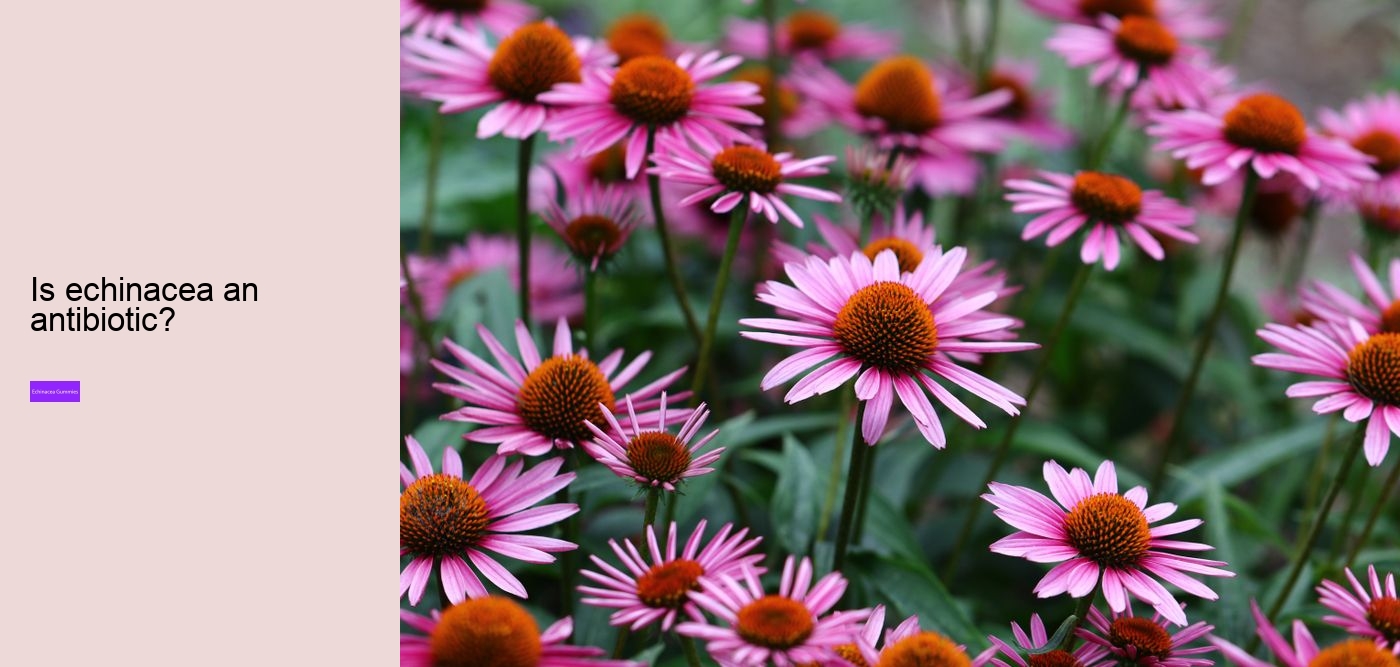 Is echinacea good for anxiety?