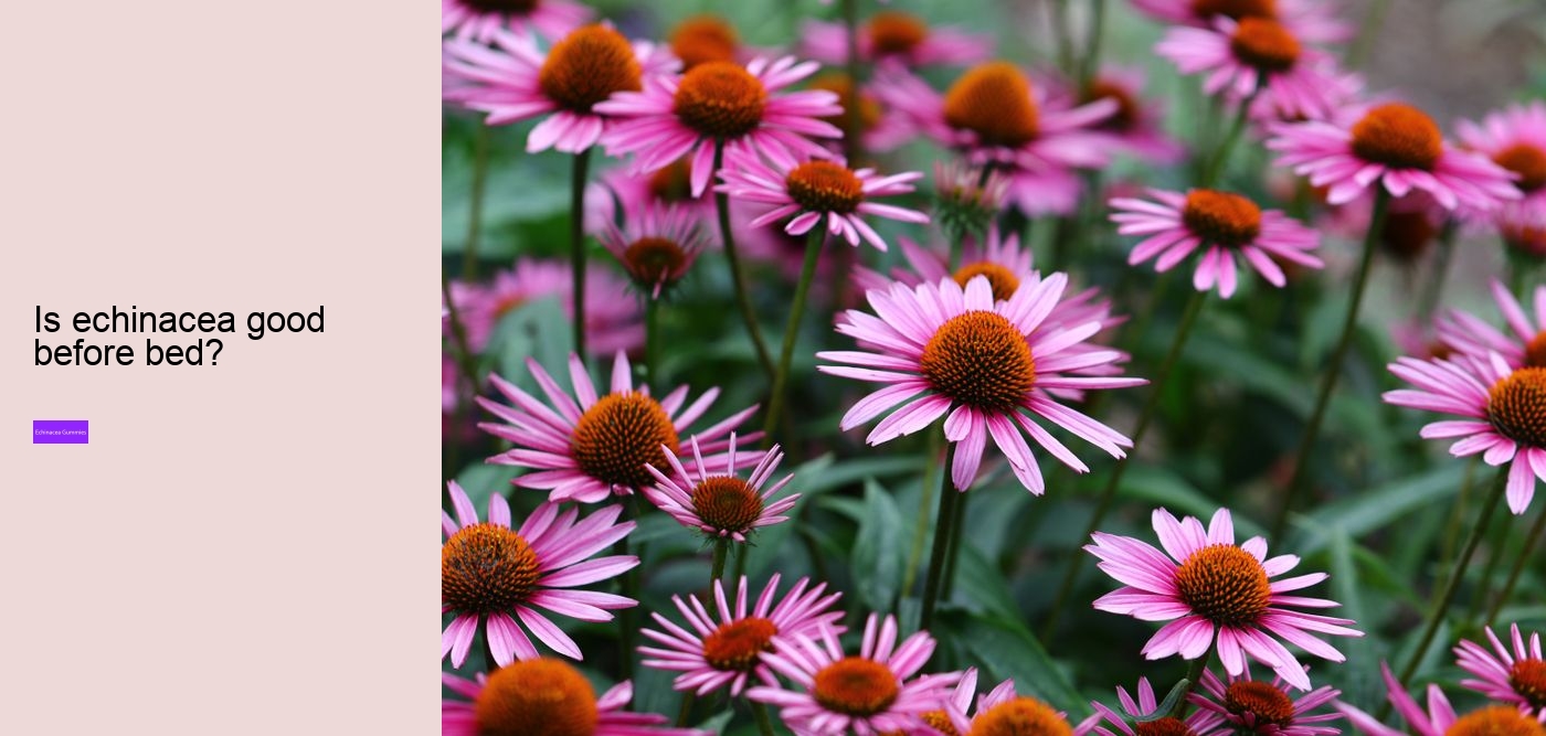 echinacea gummies adults