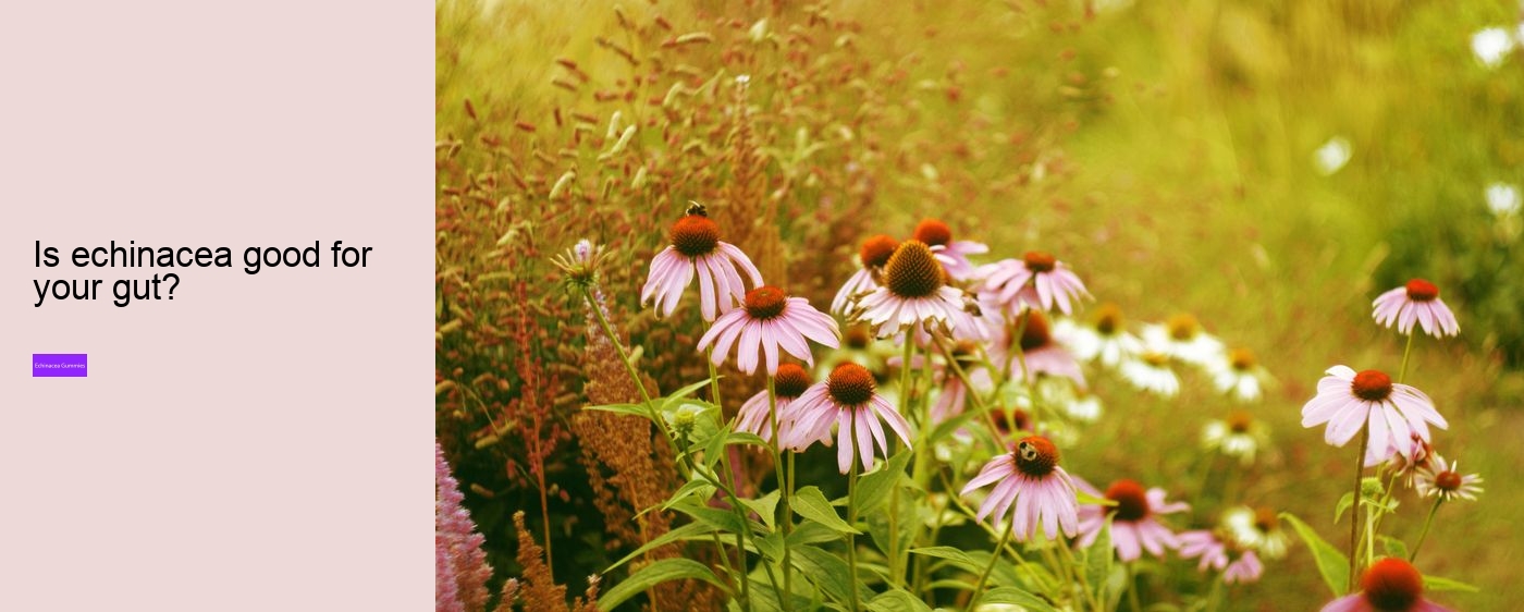 Does echinacea give you energy?