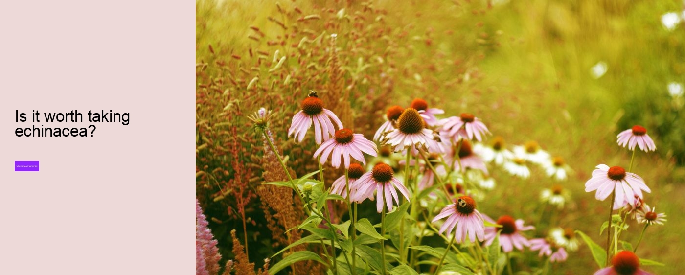 are there echinacea in gummies