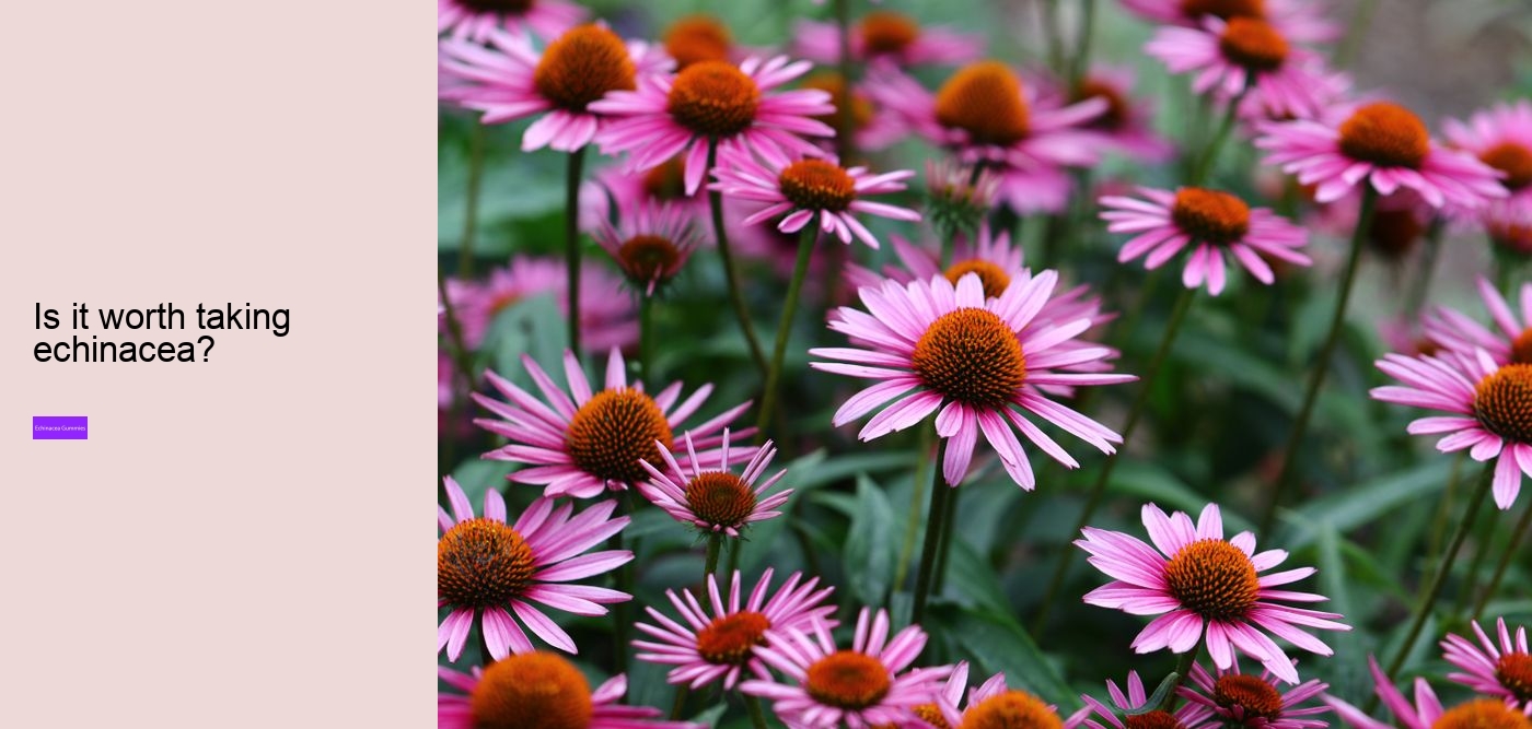 Does echinacea react with anything?