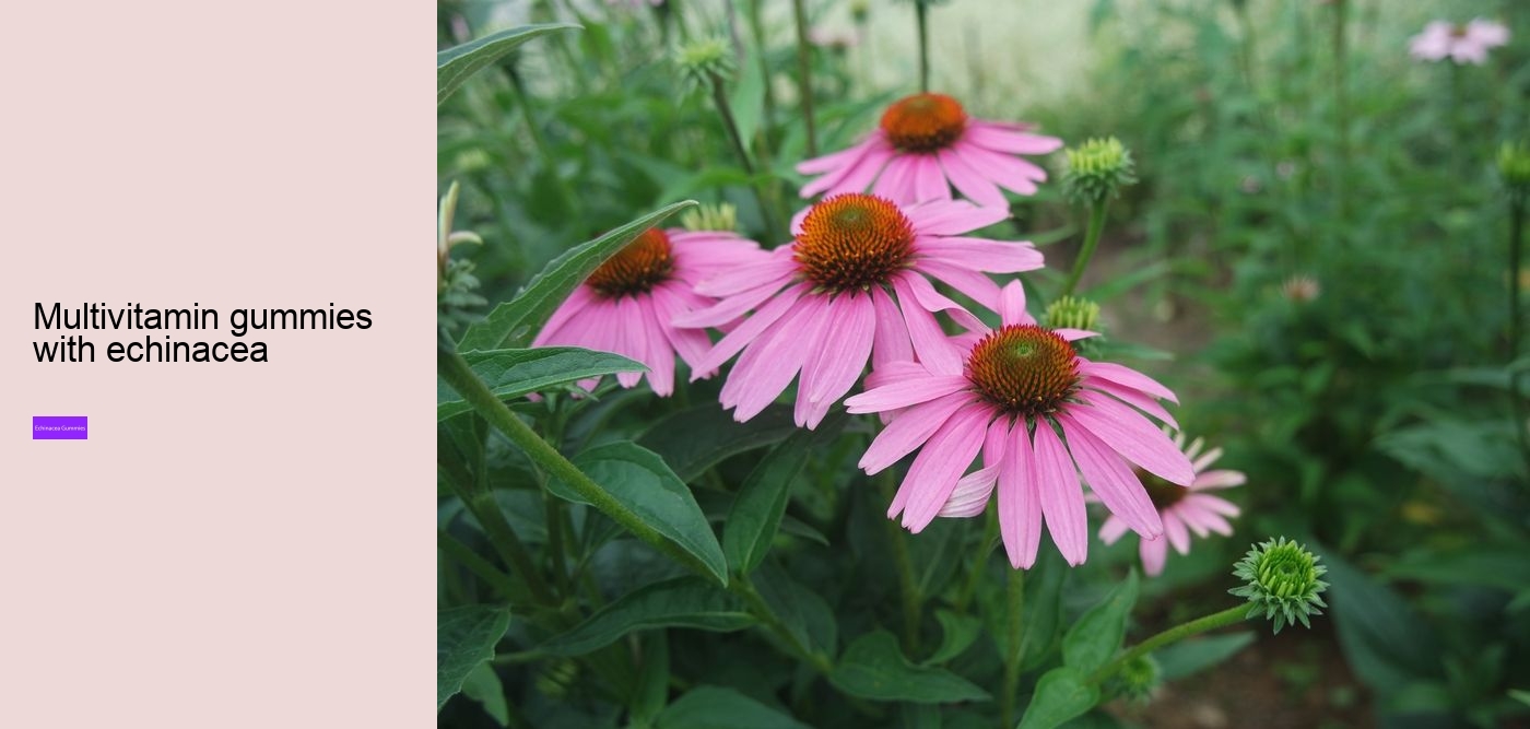 echinacea in gummy form