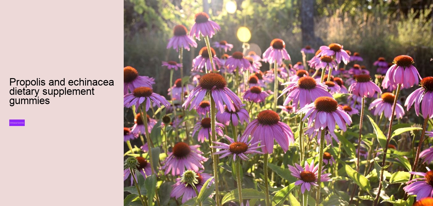 Is echinacea good for anxiety?