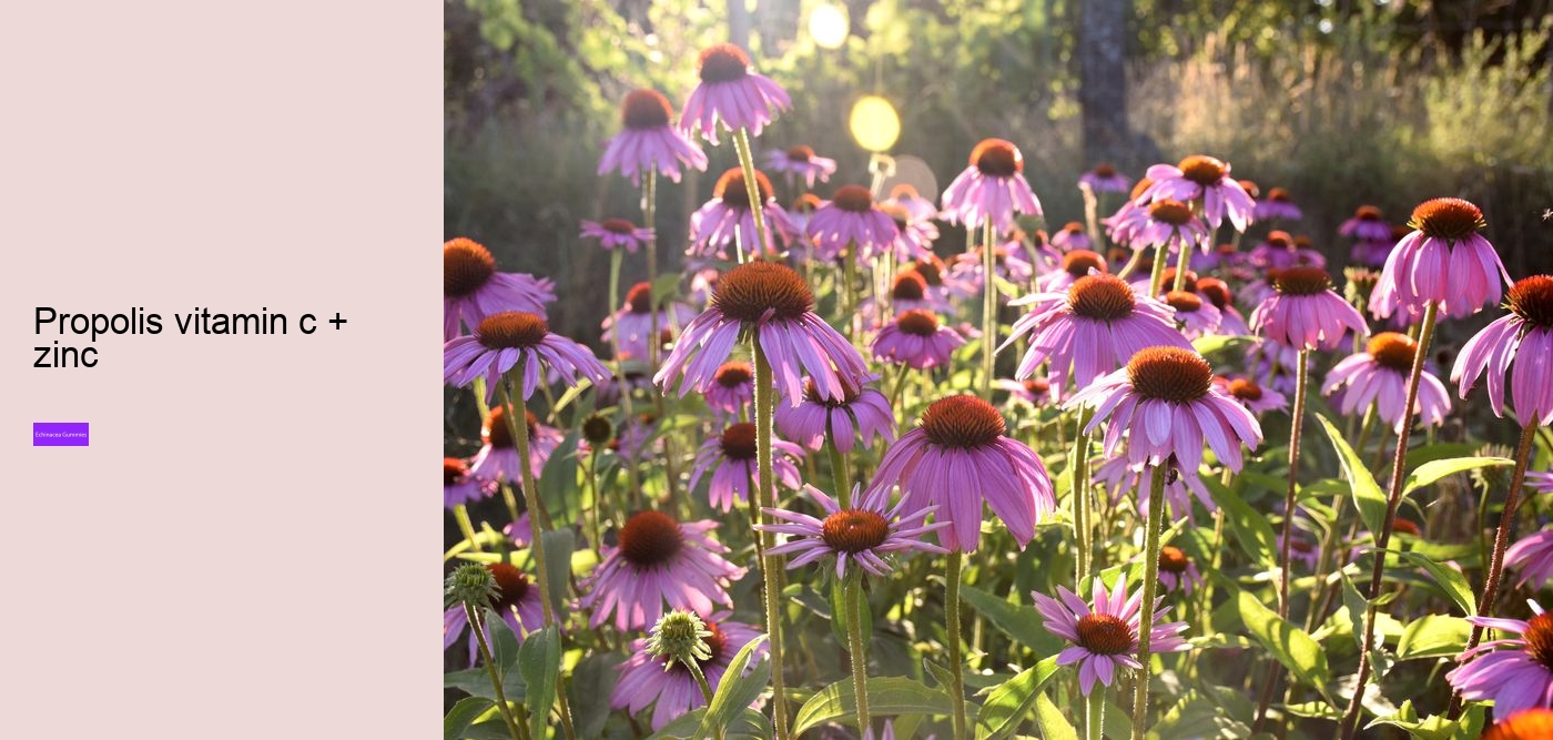 elderberry gummies with echinacea