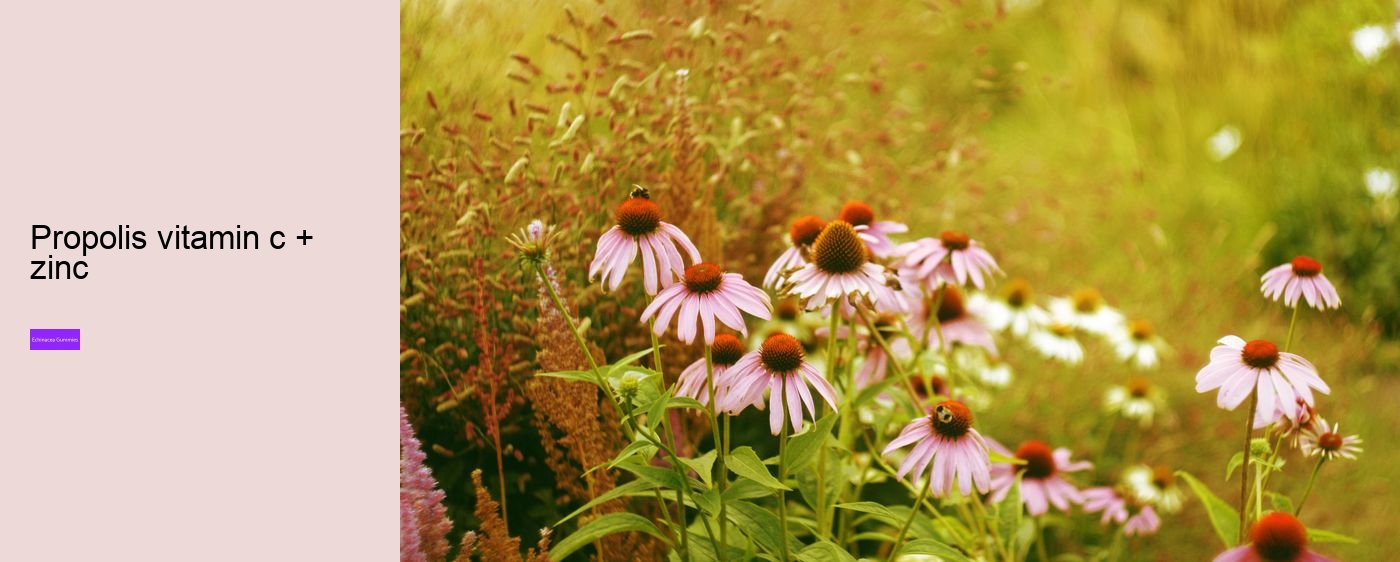 What drugs does echinacea interact with?