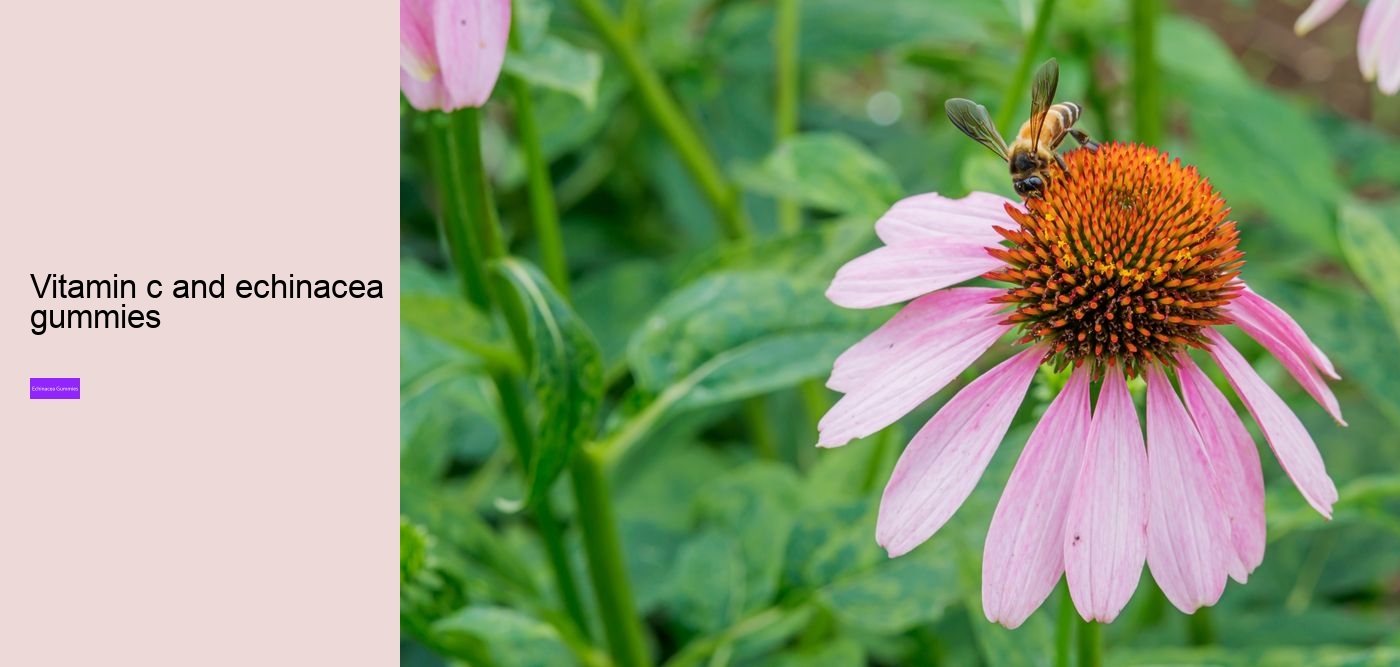 Can echinacea overstimulate the immune system?