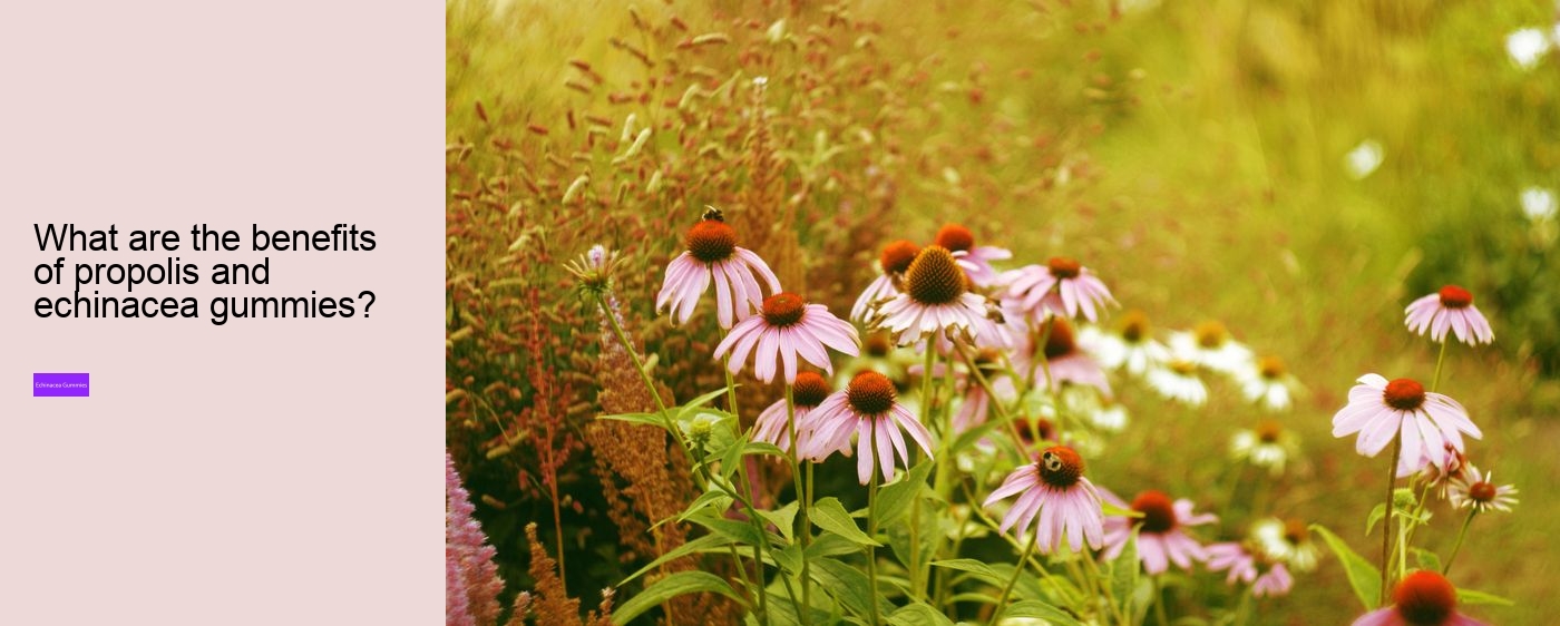 What happens if you take too much echinacea?