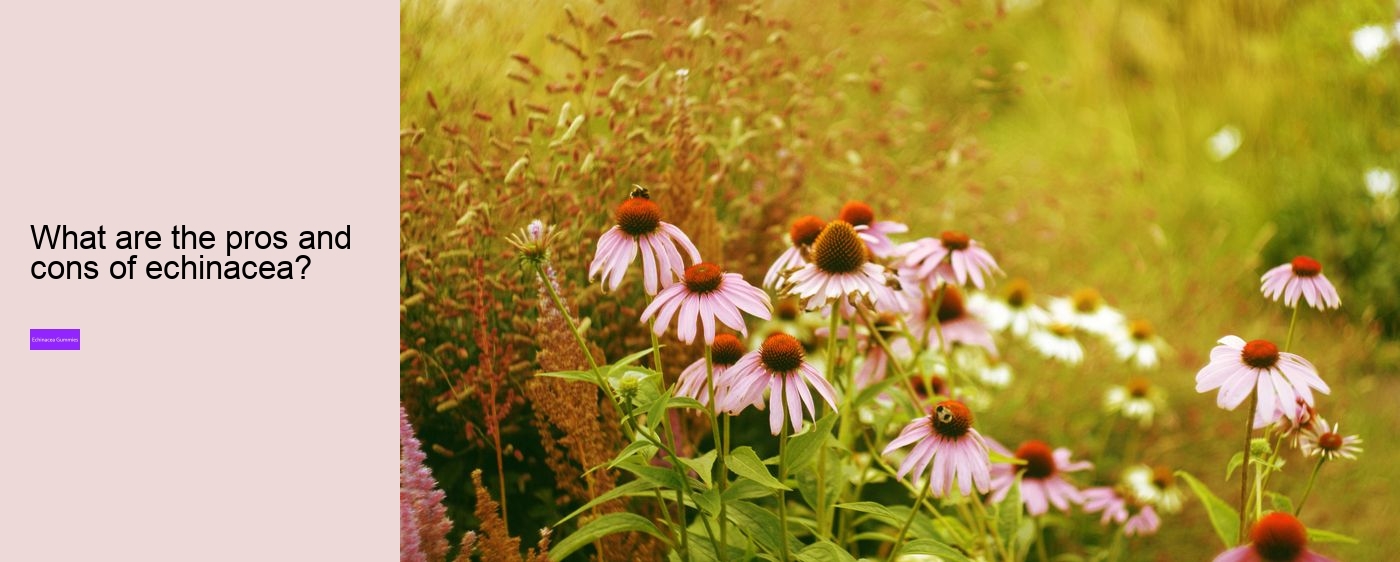 Does echinacea cause anxiety?