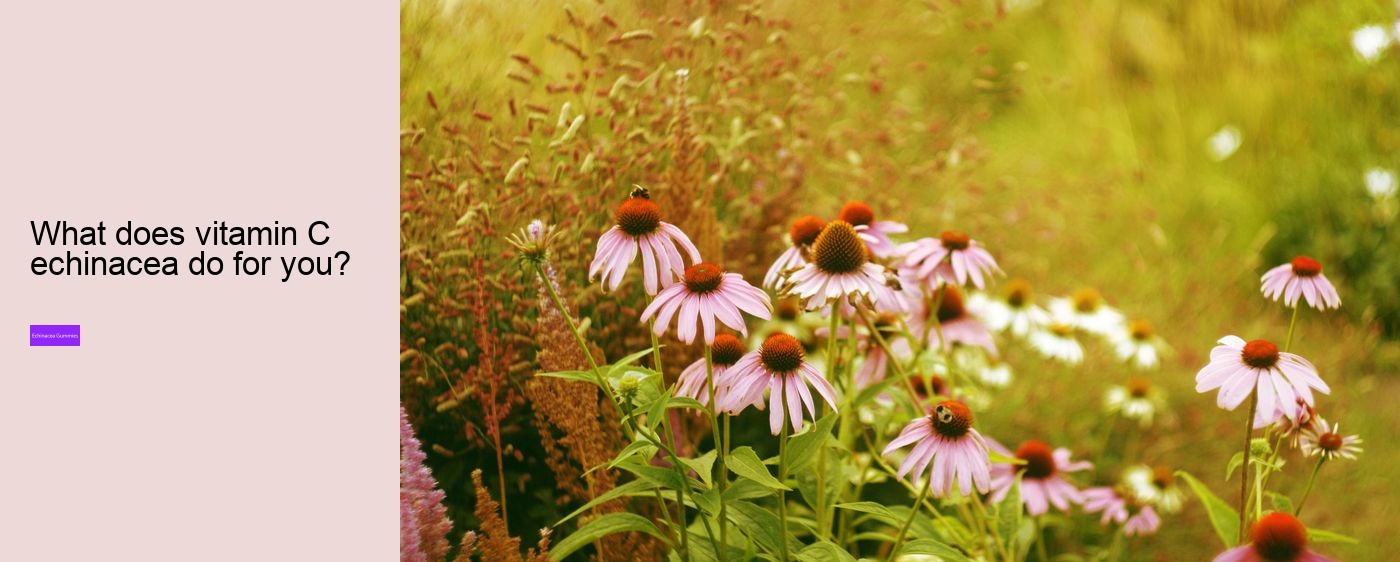 Is echinacea or vitamin C better?