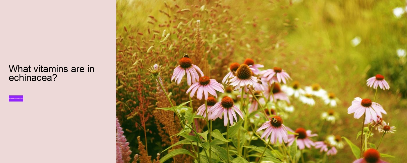 Is echinacea a natural antibiotic?