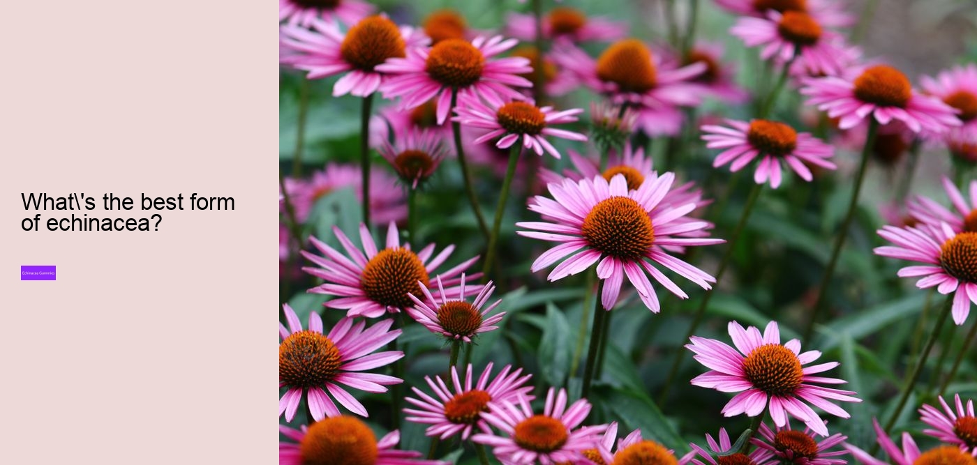 zinc echinacea gummies