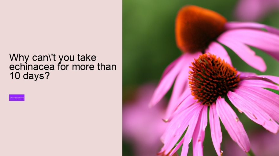 Why can't you take echinacea for more than 10 days?