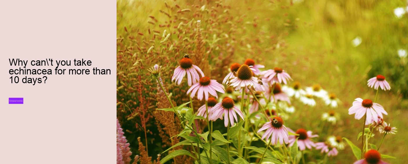 echinacea in gummy form